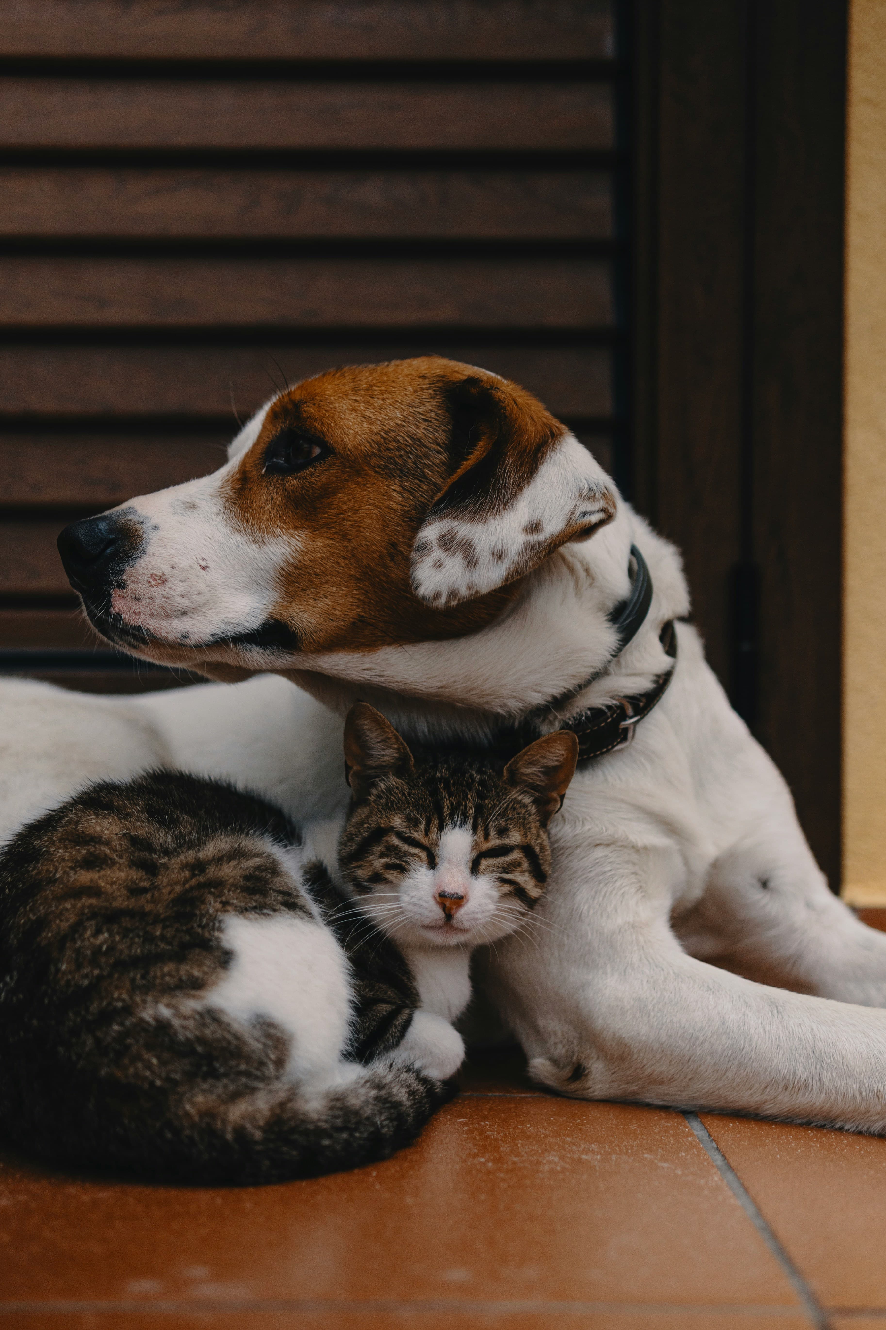 Veterinary professionals providing exceptional care